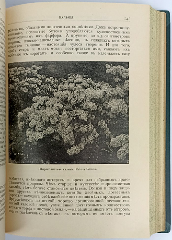 Декоративные кустарники и деревья для садов и парков: подбор, выращивание и культура в разных зонах России