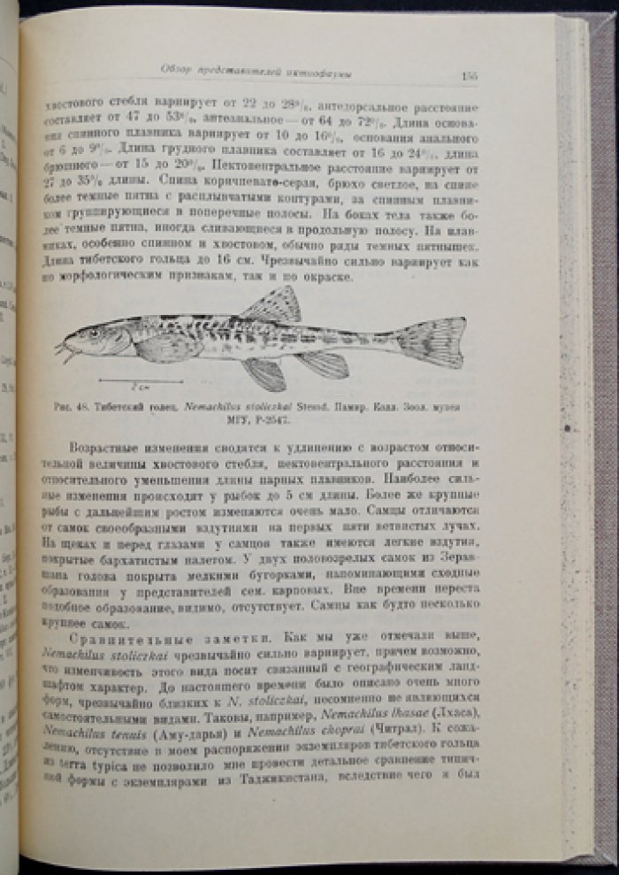 Рыбы Таджикистана. Труды Таджикской базы АН СССР. Том VII: Зоология и паразитология