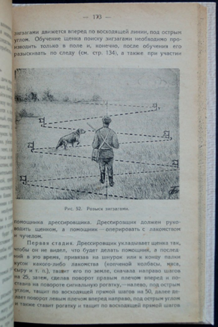 Собака и её служба человеку: происхождение, строение, уход и дрессировка для охоты, службы и охраны