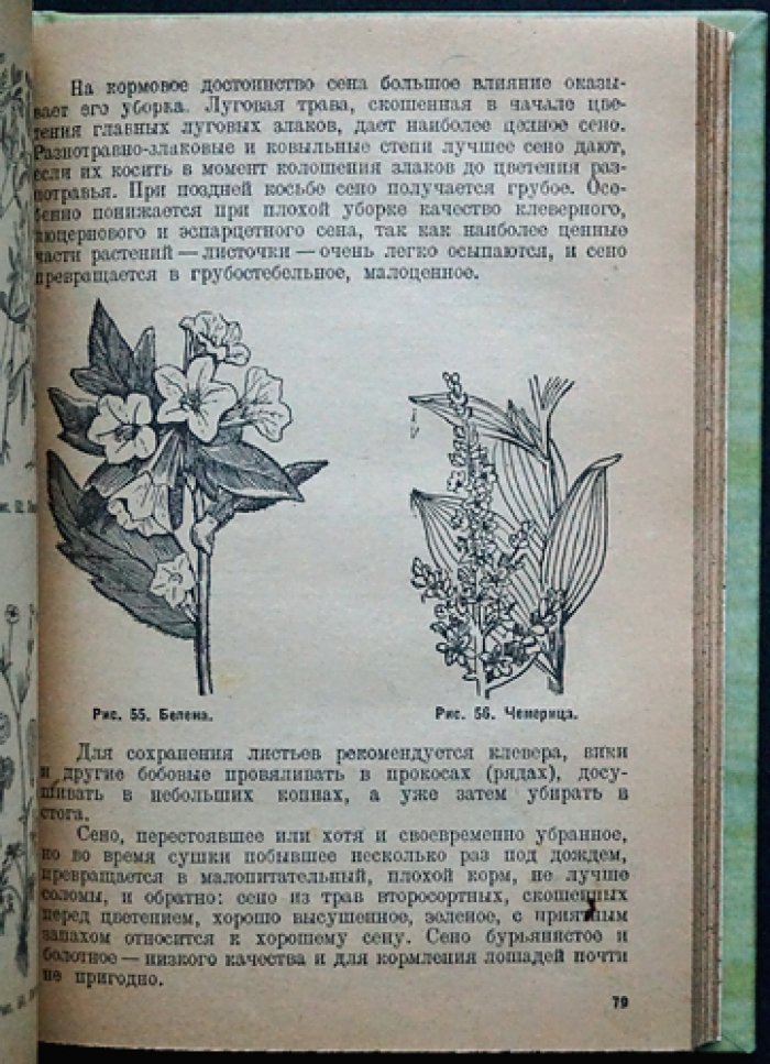 Коневодство. Учебное руководство по разведению лошадей (3-е издание)