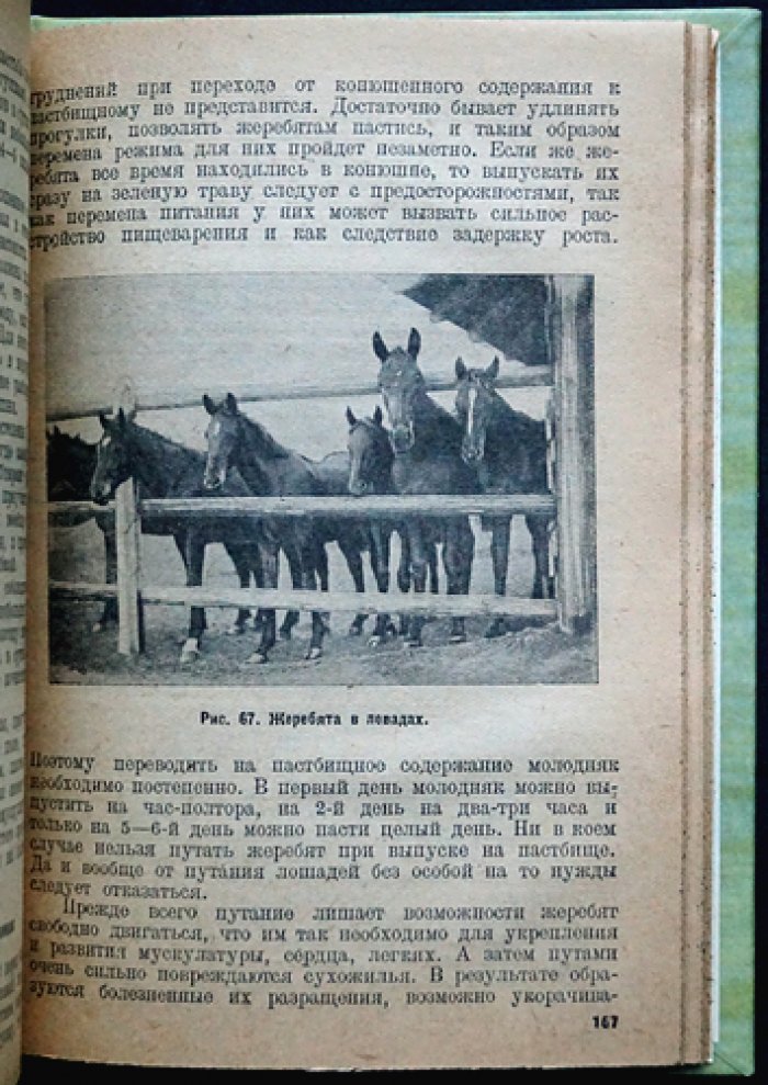Коневодство. Учебное руководство по разведению лошадей (3-е издание)