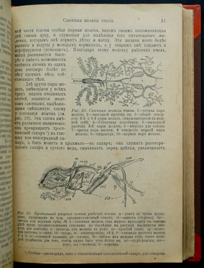 Пчела и пчеловодство: полный курс для начинающих (издание третье)