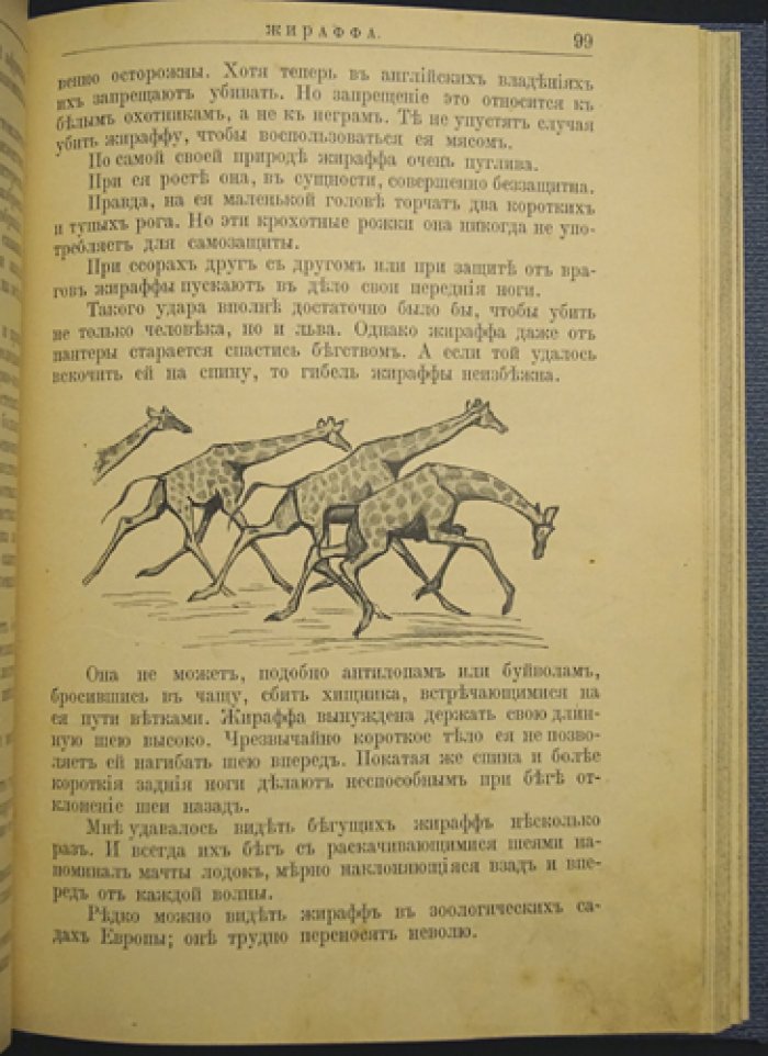 Животный мир Африки: рассказы о природе Африки (с иллюстрациями В. А. Ватагина)