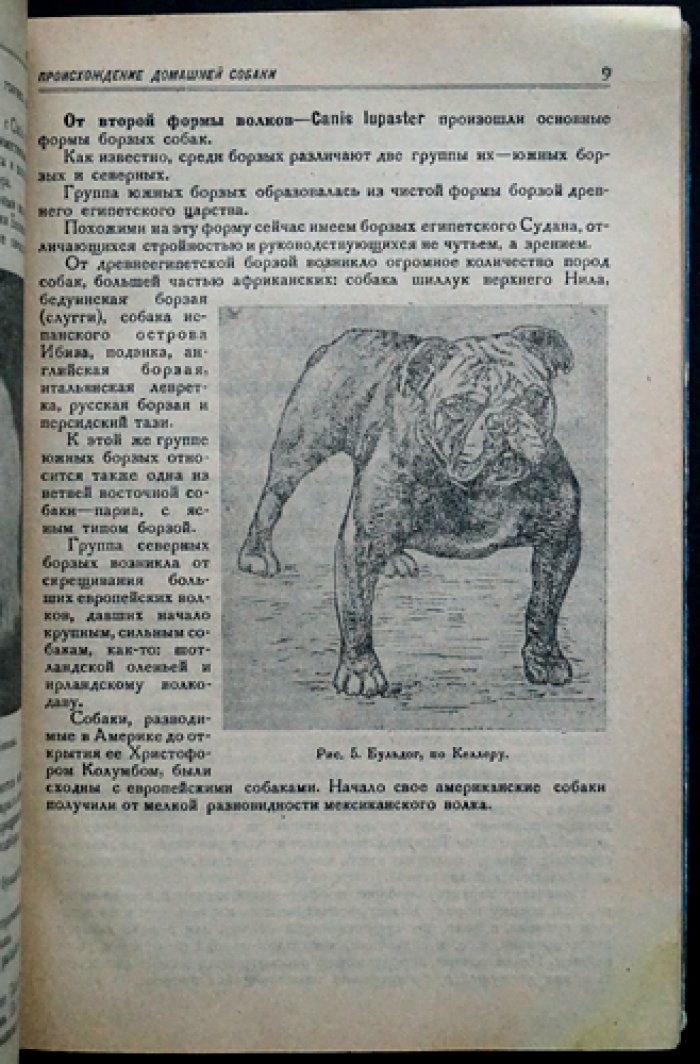 Собаководство: зоотехнические основы ухода, содержания, разведения и изучения собак