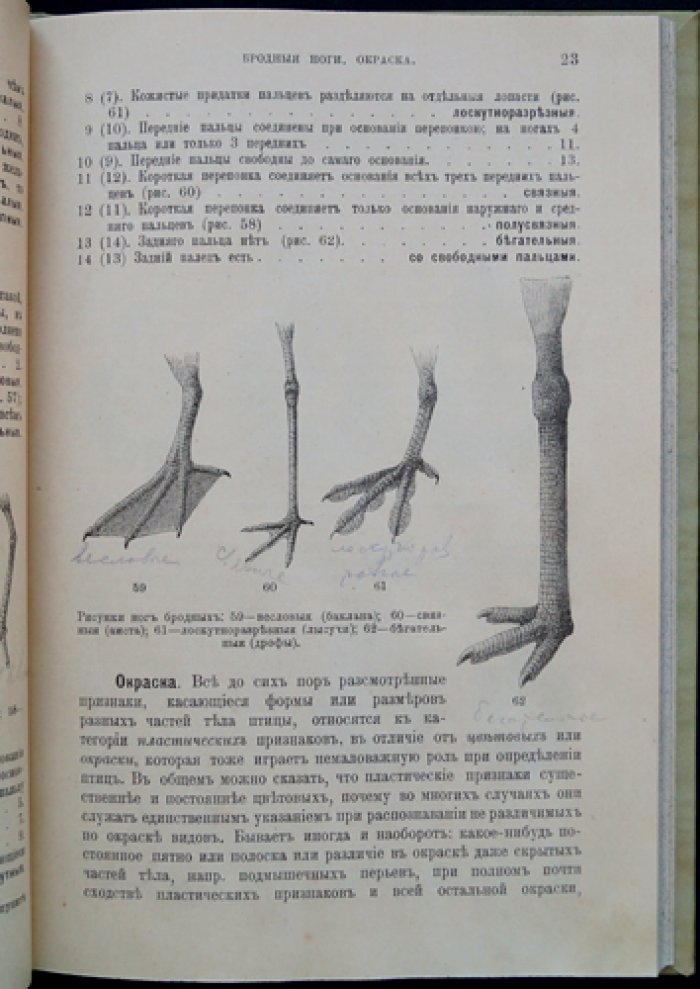 Определитель европейских птиц (2-е изд., исправленное и дополненное) — с иллюстрациями и схемами