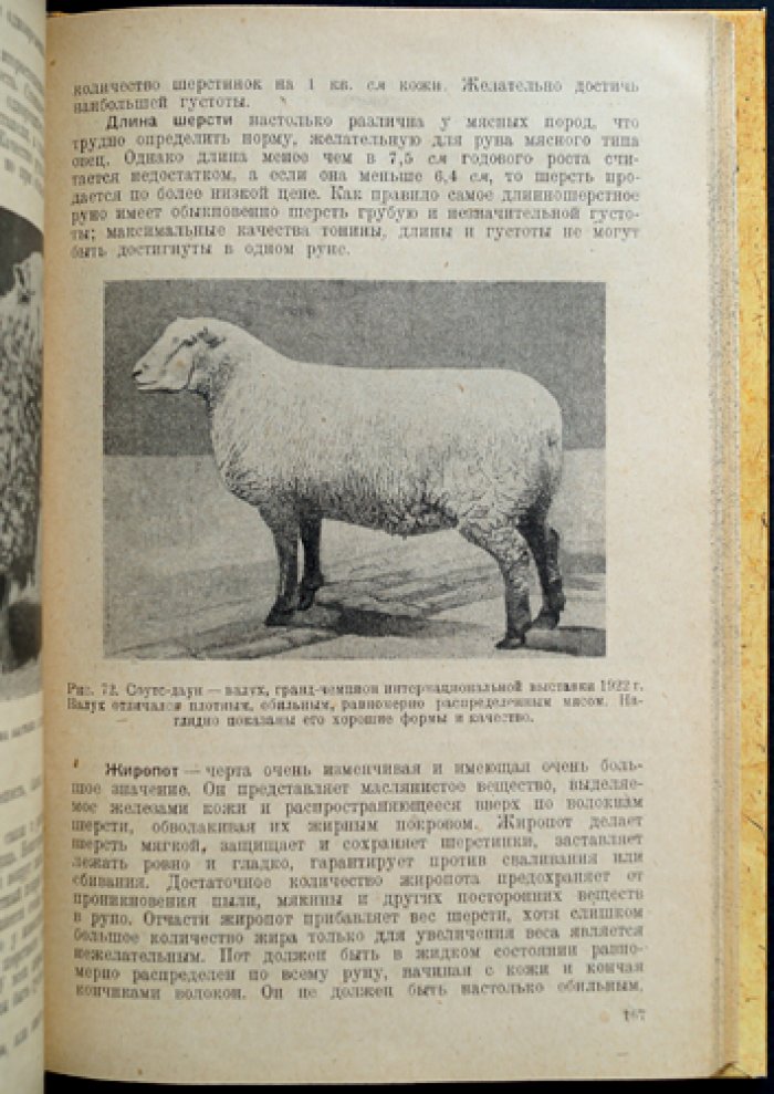 Типы крупного рогатого скота, овец и свиней (по материалам американского скотоводства)