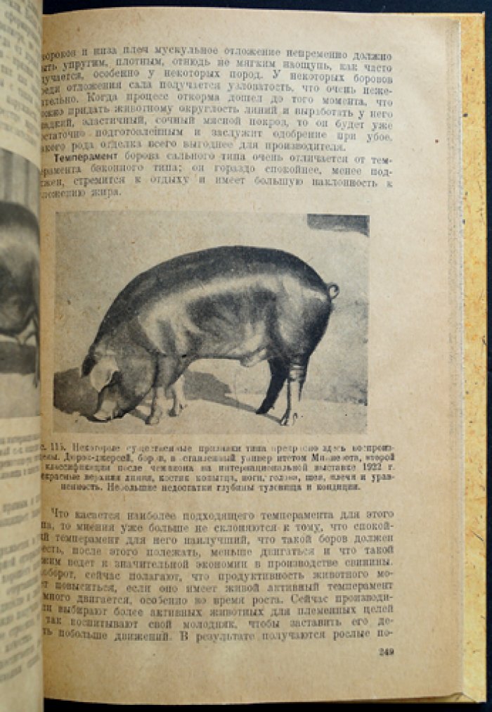 Типы крупного рогатого скота, овец и свиней (по материалам американского скотоводства)