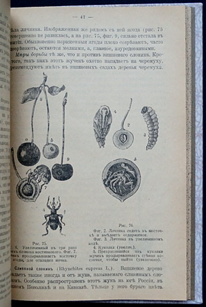 Вишня и её промышленная культура: разведение, классификация, уход и защита (1-е издание 1915 г.)