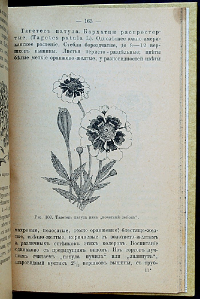 Краткое руководство по уходу за комнатными растениями и устройству цветников (для дома, дачи и палисадника)