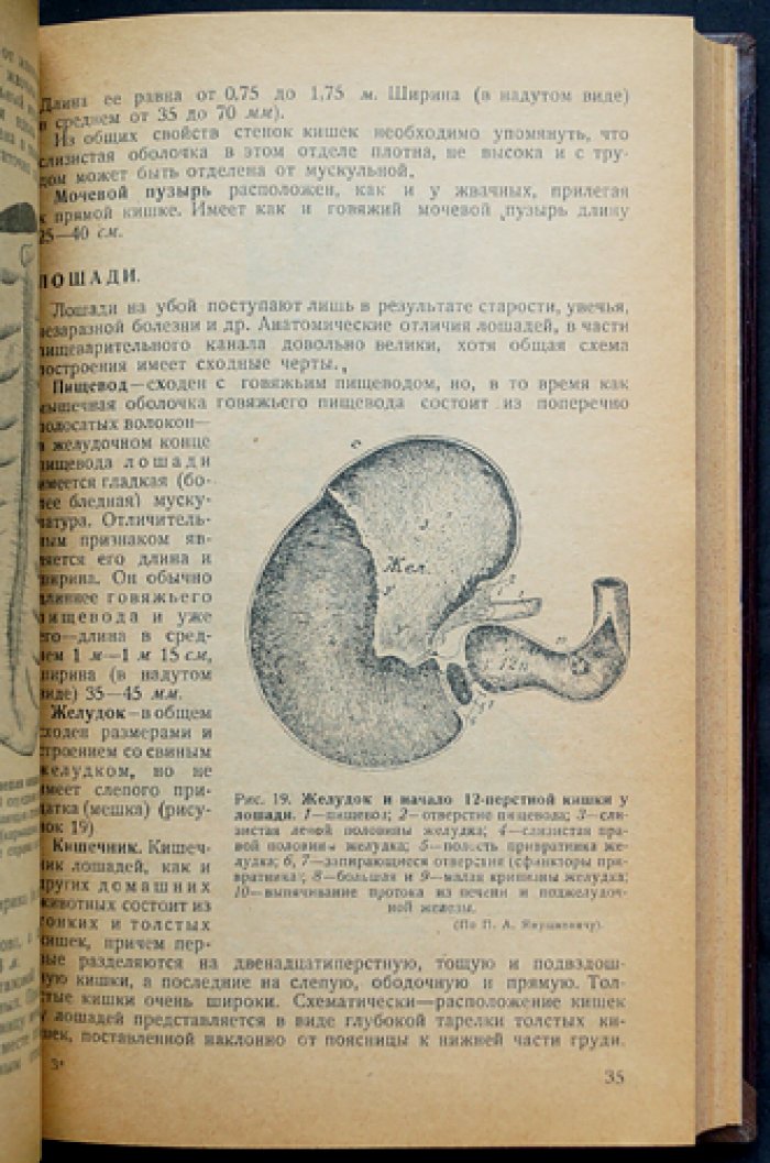 Кишечное дело: производство, товароведение и ветеринарно-санитарная экспертиза отходов убоя скота