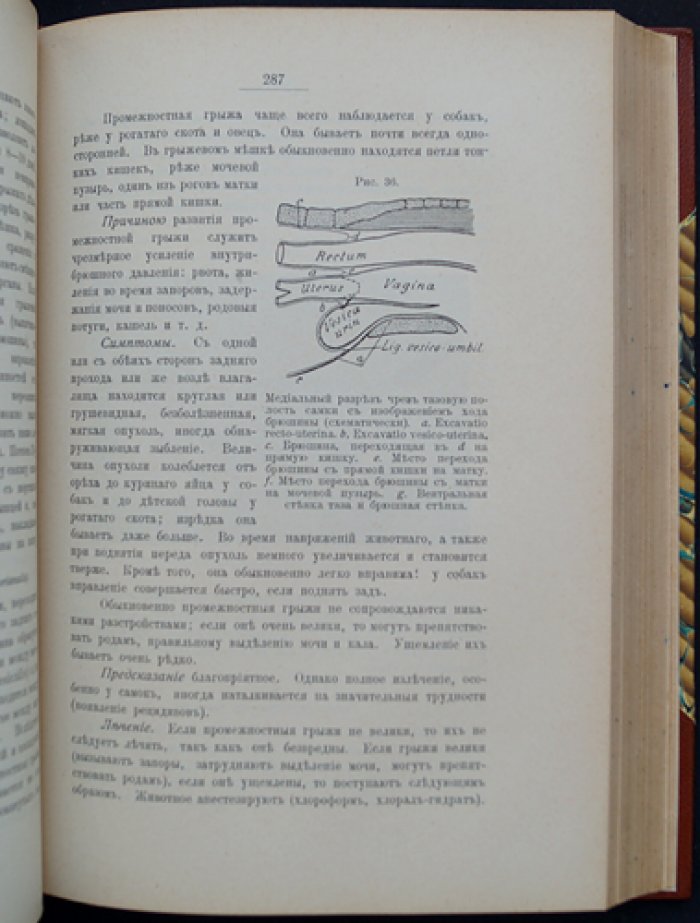 Основы частной хирургии домашних животных (2-е издание, исправленное и дополненное)