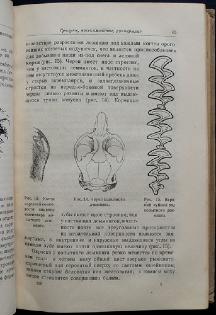 Звери Арктики: копытные, хищные, ластоногие, киты, насекомоядные и рукокрылые