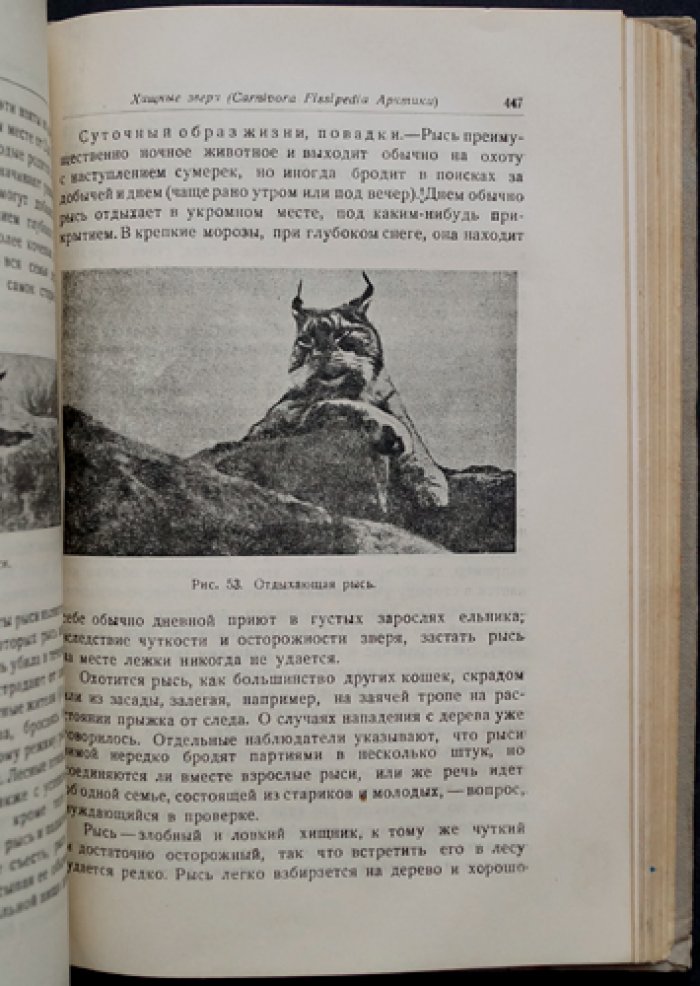 Звери Арктики: копытные, хищные, ластоногие, киты, насекомоядные и рукокрылые