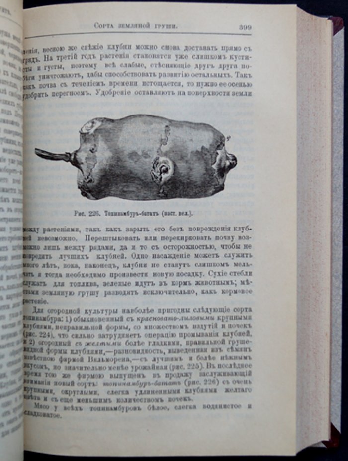 Русский огород, питомник и плодовый сад (практическое руководство с иллюстрациями)