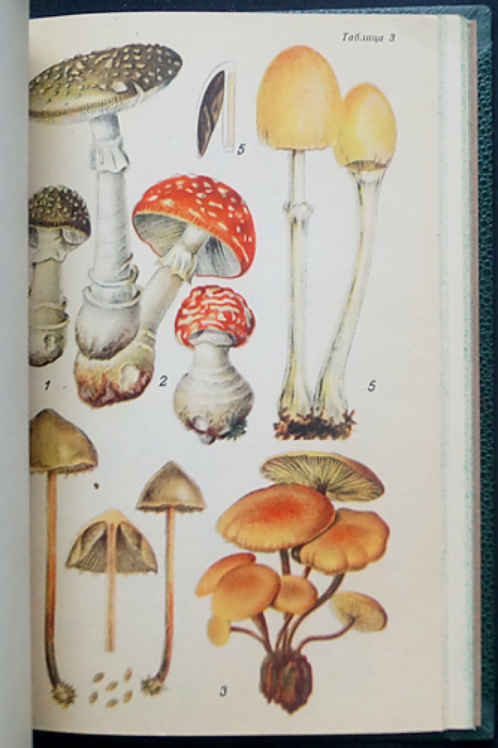 Определитель шляпочных грибов (Agaricales) / проф. Л.А. Лебедева