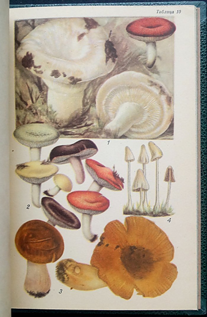 Определитель шляпочных грибов (Agaricales) / проф. Л.А. Лебедева