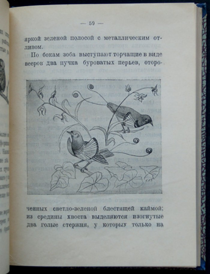 Чеглок (Усов) А. Островные птицы: рассказы о природе (1925)