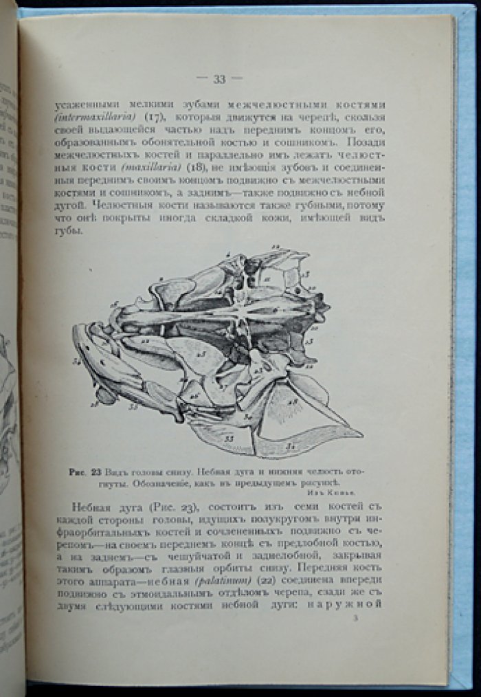 Окунь и щука: Практическая зоотомия (выпуск III) — анатомия рыб с рисунками и цветной таблицей