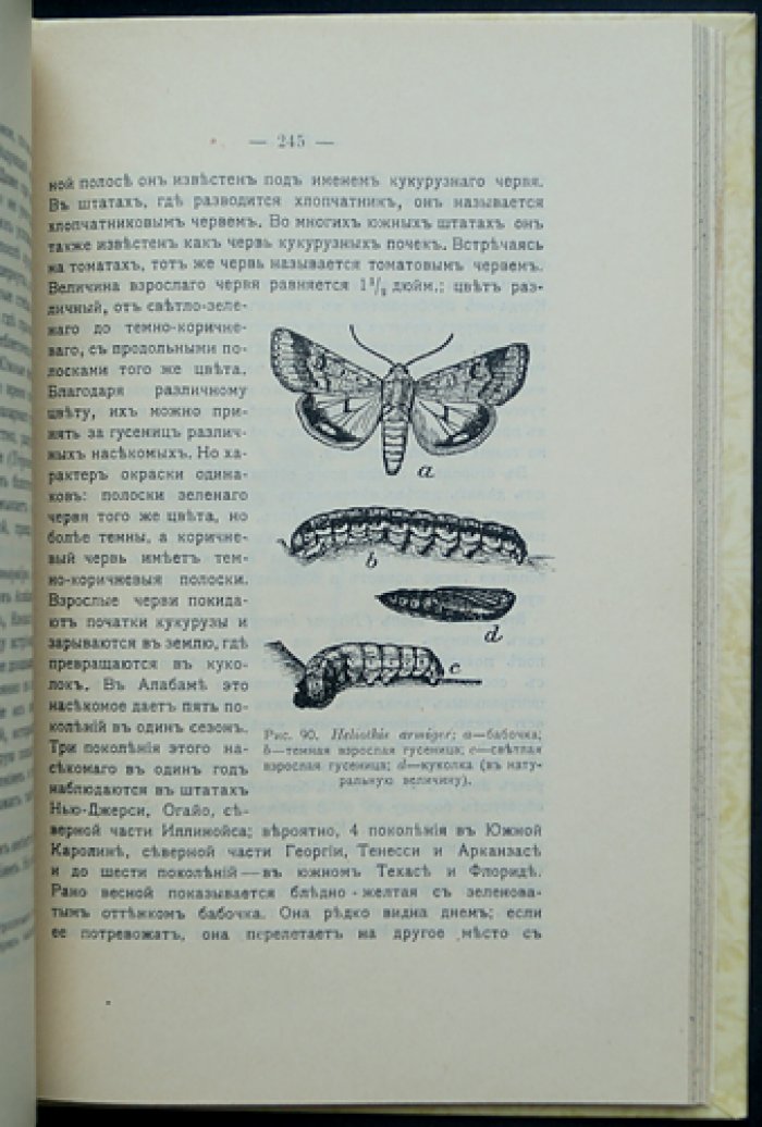 Мирик. Кукуруза: сельскохозяйственный очерк и практические сведения