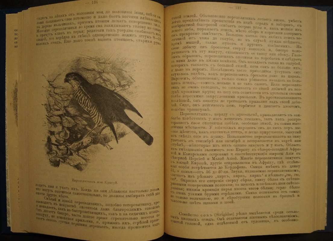 Звери, птицы и насекомые Средне-Европейских лесов: их жизнь и нравы