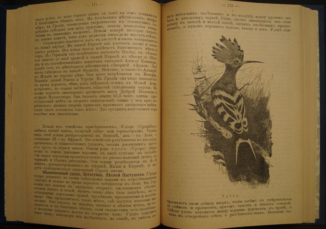 Звери, птицы и насекомые Средне-Европейских лесов: их жизнь и нравы