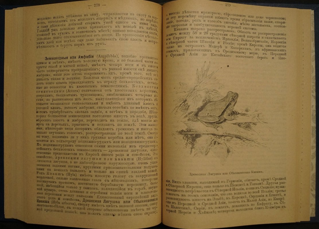 Звери, птицы и насекомые Средне-Европейских лесов: их жизнь и нравы
