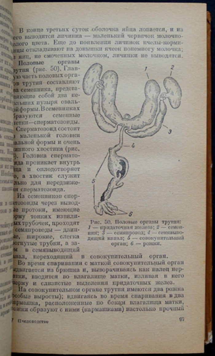 Пчеловодство: биология семьи, разведение, содержание, болезни, кормовая база и опыление сельхозкультур