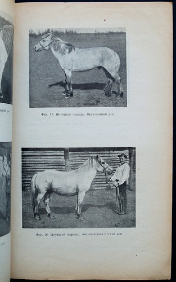 Коневодство Якутской АССР (Якутская экспедиция, 1938): разведение, типы и использование якутских лошадей
