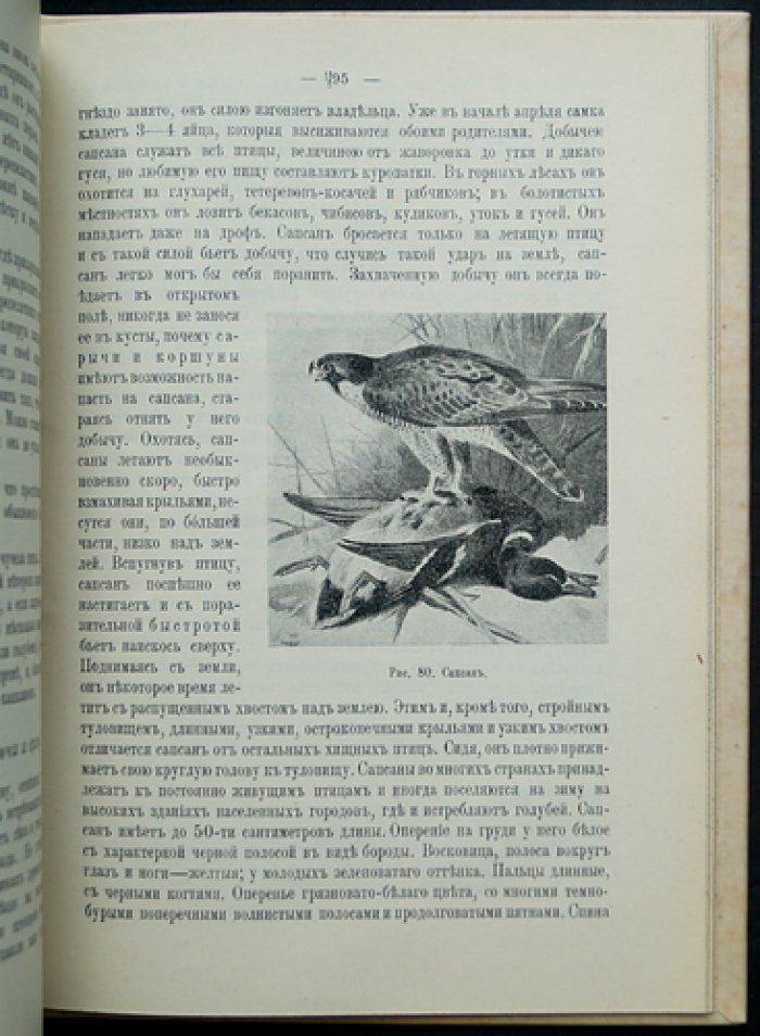 Враги птицеводства и борьба с ними. Вредители птицеводства из царства животного и растительного (по личному опыту и наблюдениям)