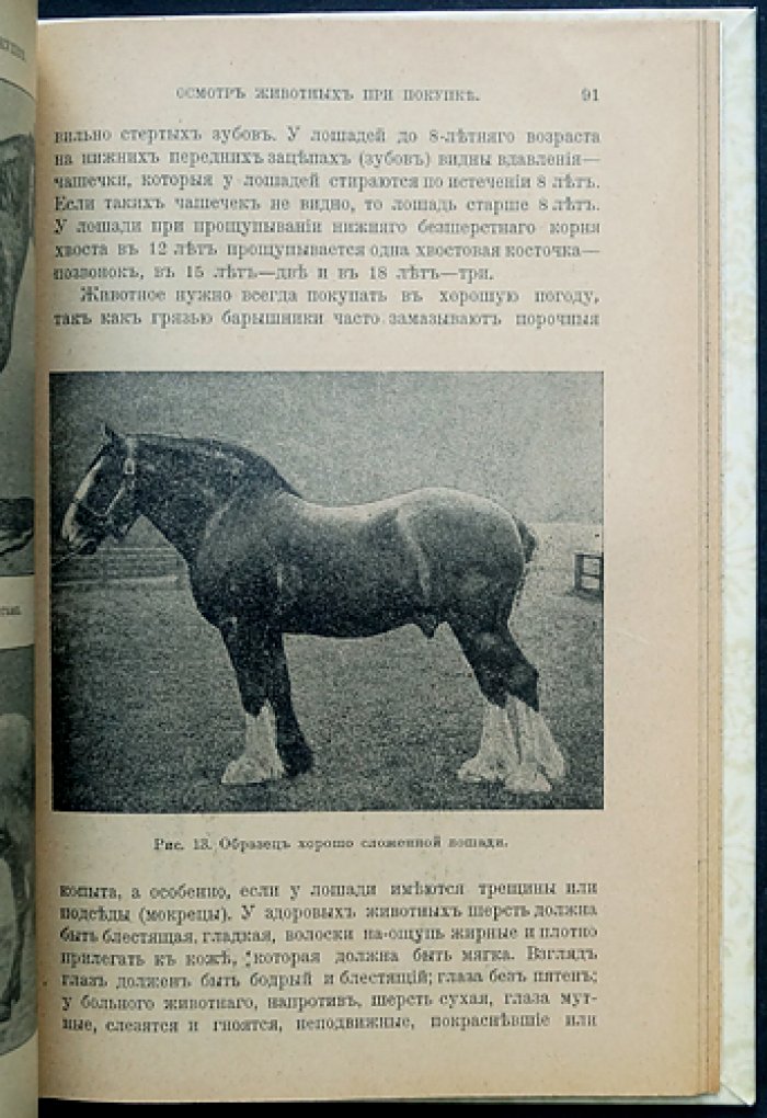 Домашний скотолечебник: болезни лошадей, рогатого скота, овец, свиней и собак (с уходом, содержанием и покупкой животных)