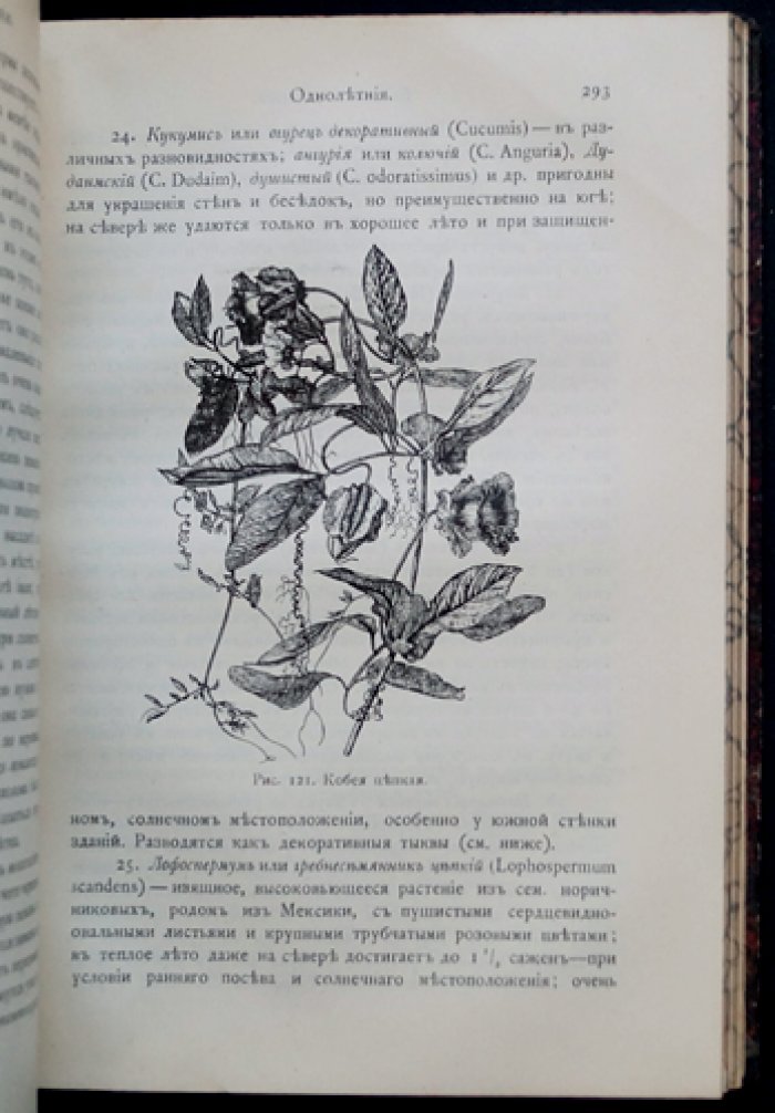 Дачный сад: разбивка и обсадка небольших участков деревьями, кустами и цветами (с планами и рисунками)