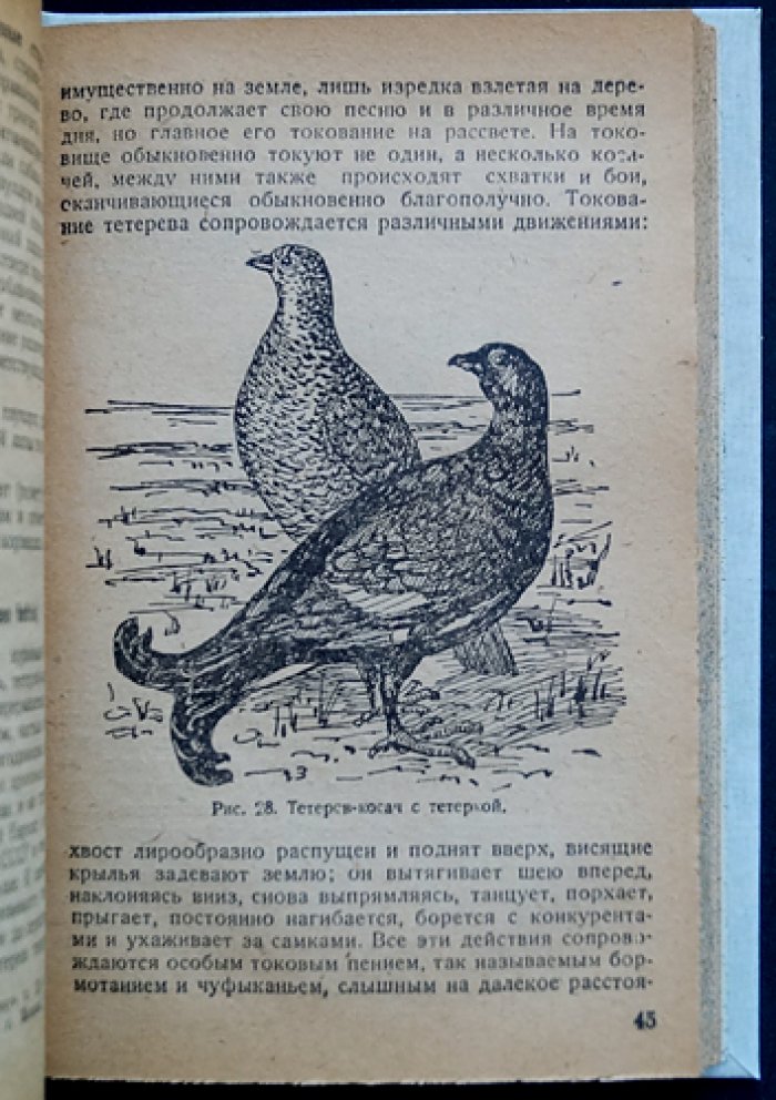 Наши птицы: польза и вред для сельского и охотничьего хозяйства
