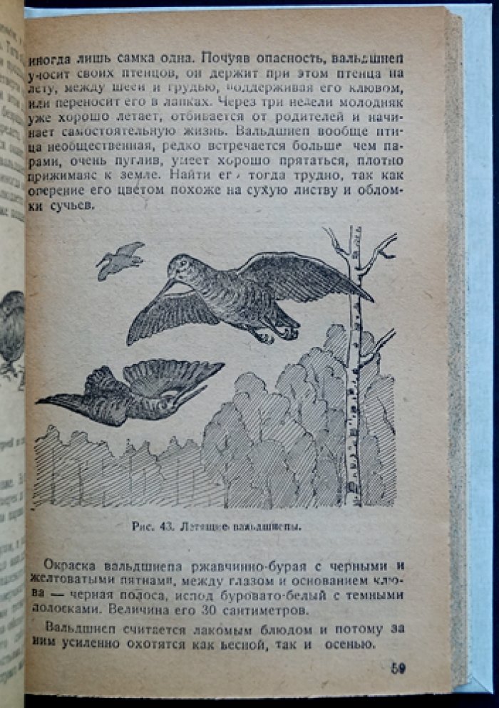 Наши птицы: польза и вред для сельского и охотничьего хозяйства