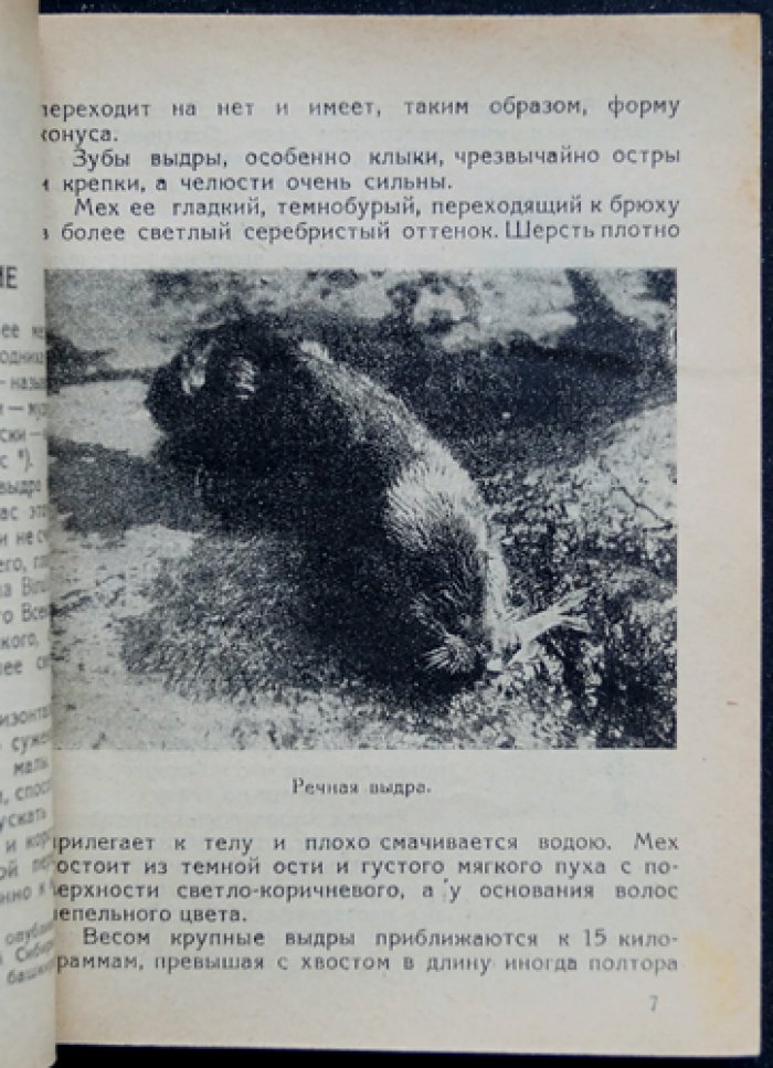 Промысловые звери пресных водоёмов СССР: речная выдра, норка, выхухоль, речной бобр, водяная крыса