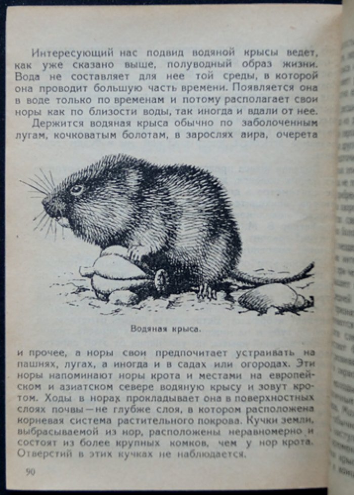 Промысловые звери пресных водоёмов СССР: речная выдра, норка, выхухоль, речной бобр, водяная крыса