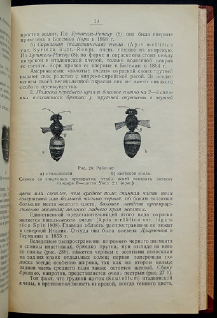 Энох Цандер. Жизнь пчелы и практическое пчеловодство (руководство)