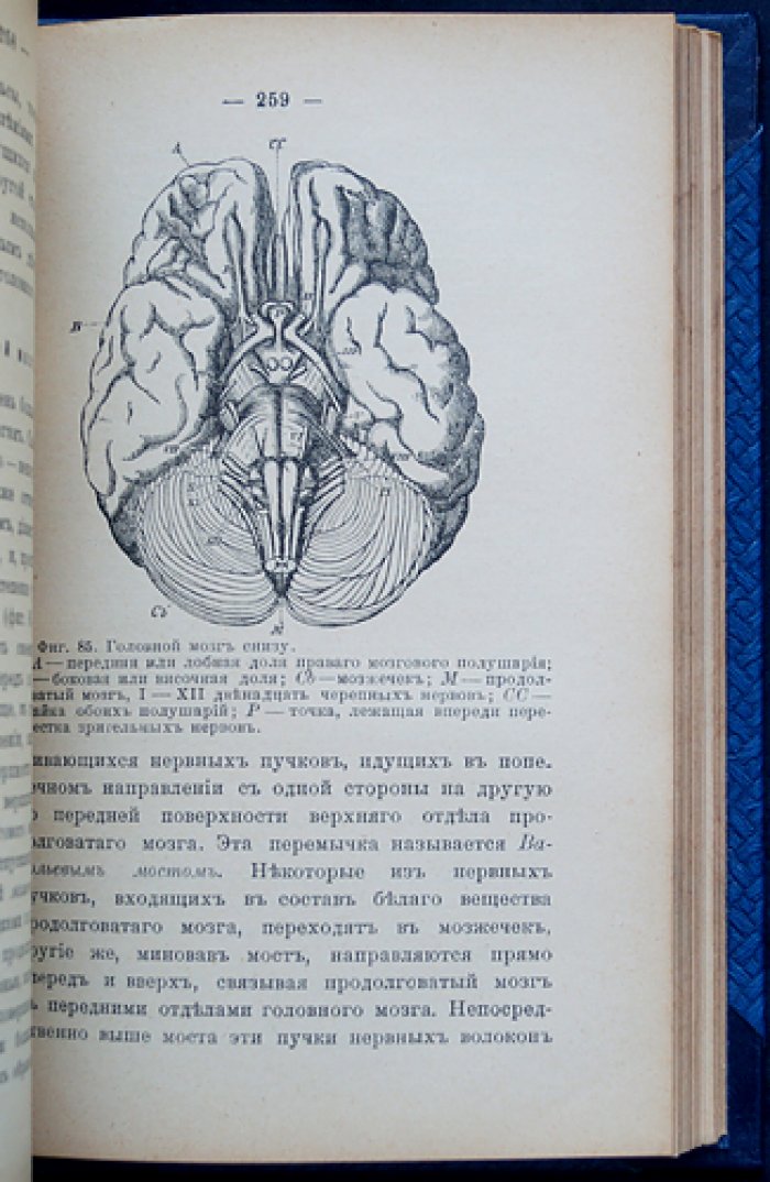 Физиология для начинающих. Учебное руководство по основам физиологии (пер. с англ.)