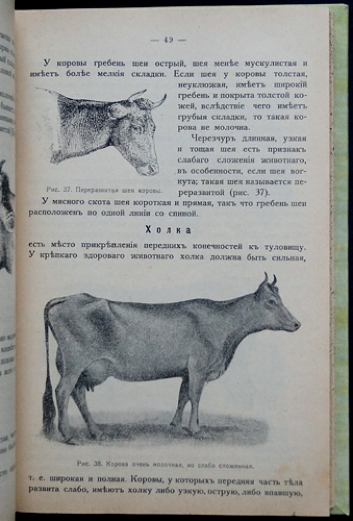 Молочный скот: общедоступное руководство по разведению, выращиванию и содержанию