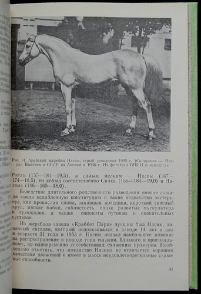 Арабская лошадь в СССР: дополнения к Государственной племенной книге чистокровных арабских лошадей