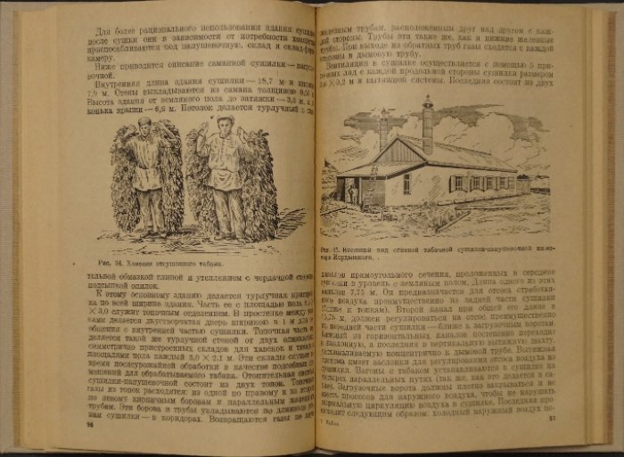 Восточный (папиросный) табак в СССР: культура, биология, агротехника и первичная обработка
