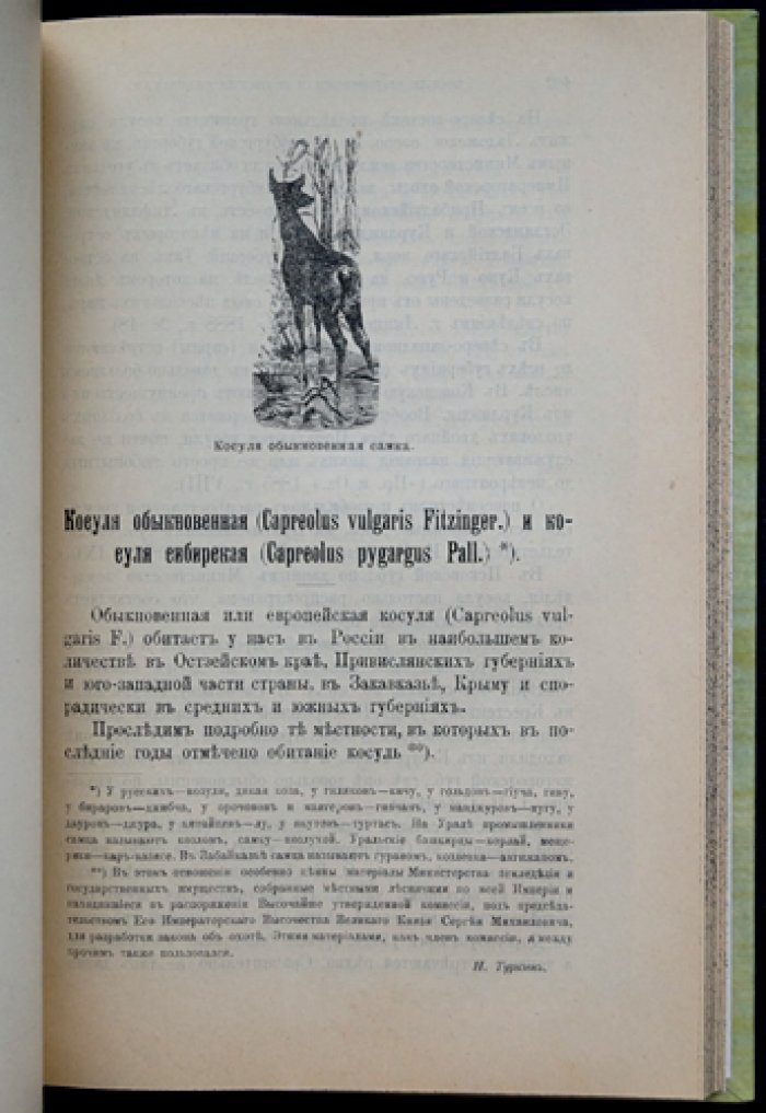 Звери России. Том III, выпуск VI: Олень, лань, косуля, кабарга