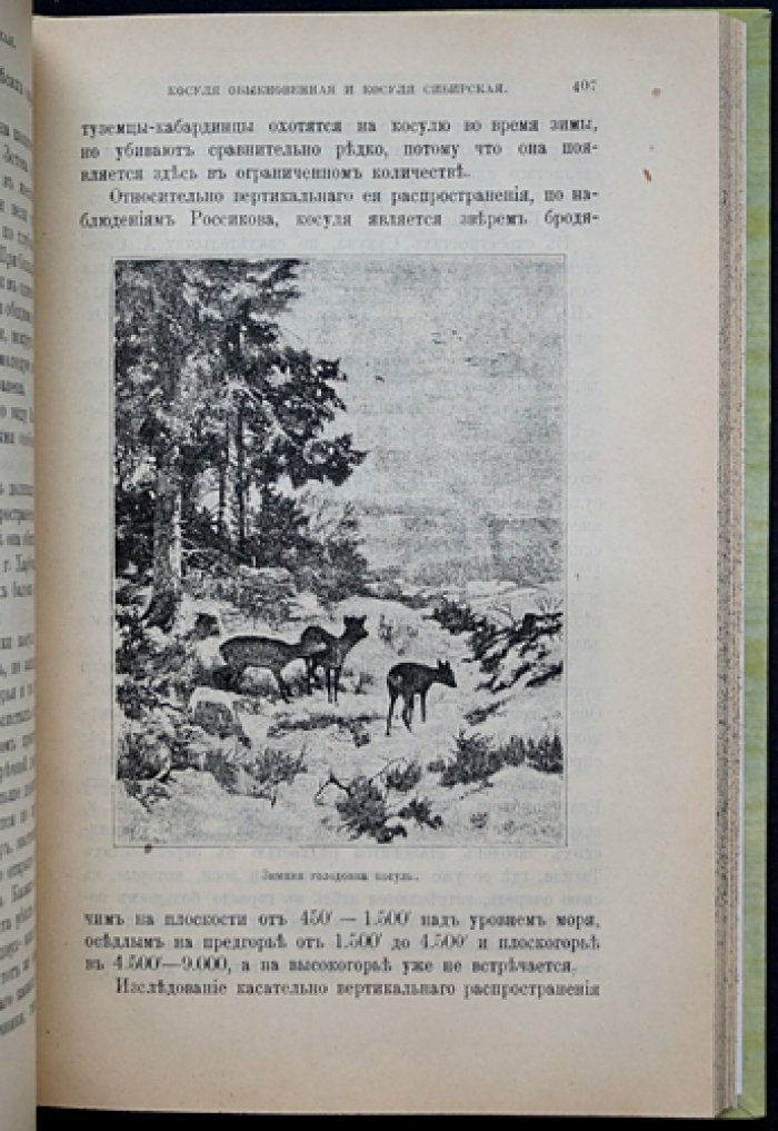 Звери России. Том III, выпуск VI: Олень, лань, косуля, кабарга
