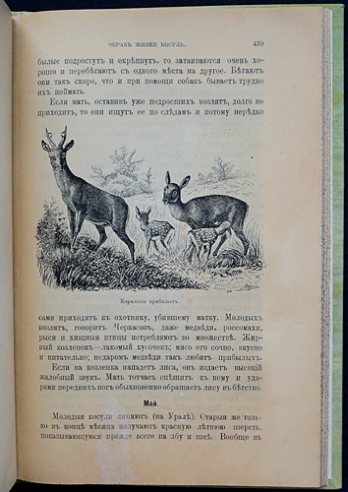 Звери России. Том III, выпуск VI: Олень, лань, косуля, кабарга