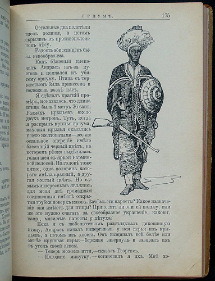 Чеглок. Птицы Африки: рассказы о пернатых мирах Земли с иллюстрациями В. А. Ватагина