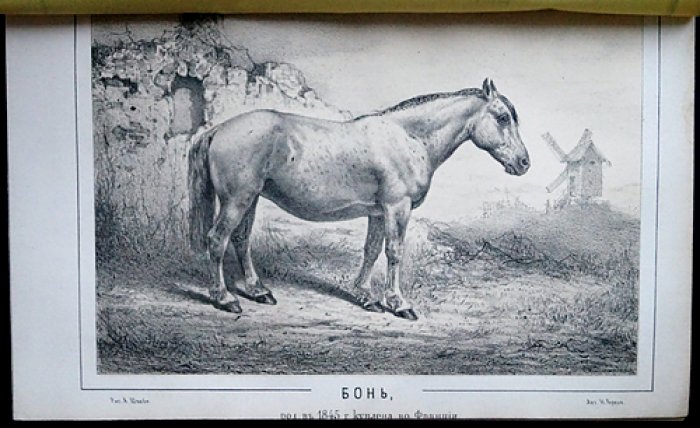 Журнал коннозаводства. 1865. № 5–8