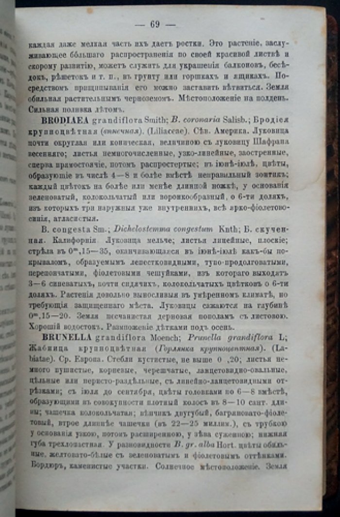 Каменский. Садовник-любитель: воздушные многолетние травянистые растения