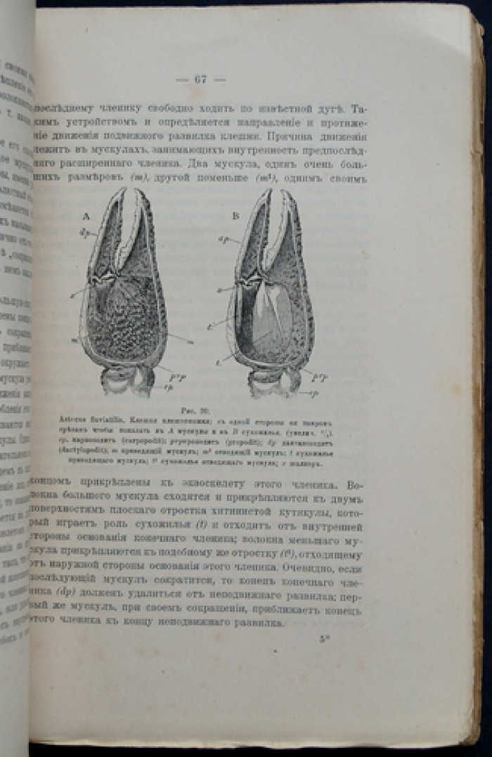 Гексли Т. Г. Рак: введение в изучение зоологии (с рисунками)