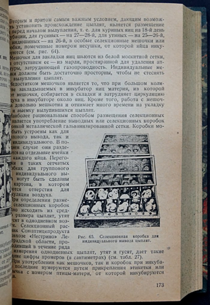 Птицеводство: основы разведения, кормления, содержания и инкубации сельскохозяйственной птицы