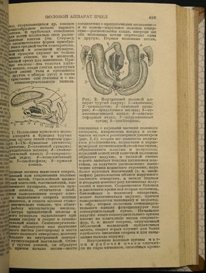 Словарь-справочник по пчеловодству: биология пчелиной семьи, уход, содержание, разведение и технологии