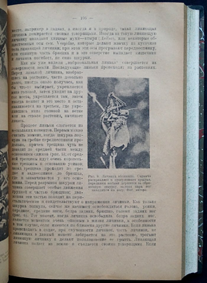 Конволют: Саранча и борьба с ней — монографии Никольского и Уварова (1925, 1927)